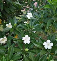 How to make Fagraea ceilanata bloom beautifully? (A complete guide to Fagraea ceilanata care, making your Fagraea ceilanata the focus of the flowerbed) 2