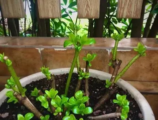 Winter Protection and Care for Outdoor Flowers (How to Help Your Flowers Safely Get Through the Cold Winter) 2