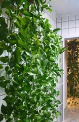 A Guide to Caring for Pothos Plants (Learn how to properly care for your Pothos and help it thrive) 1