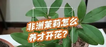 How to make Fagraea ceilanata bloom beautifully? (A complete guide to Fagraea ceilanata care, making your Fagraea ceilanata the focus of the flowerbed) 3