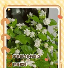 Winter Protection and Care for Outdoor Flowers (How to Help Your Flowers Safely Get Through the Cold Winter) 3