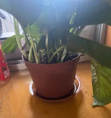 A Guide to Caring for Pothos Plants (Learn how to properly care for your Pothos and help it thrive) 2