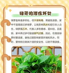 A Guide to Caring for Pothos Plants (Learn how to properly care for your Pothos and help it thrive) 3