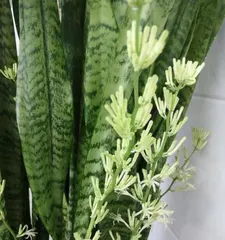 The Secret to Snake Plant Flowering (How to Scientifically Care for a Snake Plant) 1