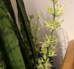 The Secret to Snake Plant Flowering (How to Scientifically Care for a Snake Plant) 2