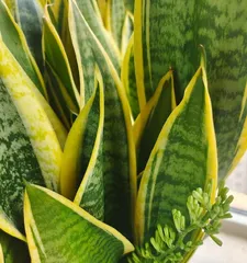 The Secret to Snake Plant Flowering (How to Scientifically Care for a Snake Plant) 3