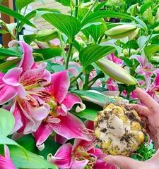 A Complete Guide to Caring for Lilies: How to Grow Them Well?1