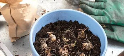 A Complete Guide to Caring for Lilies: How to Grow Them Well?2