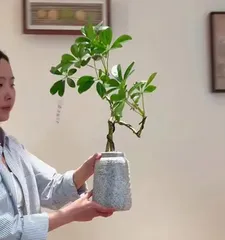 A Care Guide for Growing Schefflera at Home (Creating a Green Home and Enjoying the Benefits of Schefflera) 1