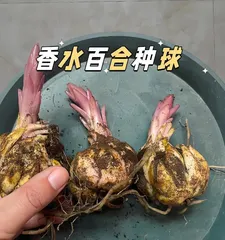 A Complete Guide to Caring for Lilies: How to Grow Them Well?3