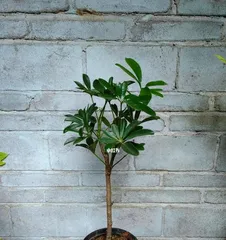A Care Guide for Growing Schefflera at Home (Creating a Green Home and Enjoying the Benefits of Schefflera) 2