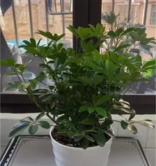 A Care Guide for Growing Schefflera at Home (Creating a Green Home and Enjoying the Benefits of Schefflera) 3