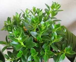 Flowering period of Columnea gloriosa (understand the flowering time and care tips for Columnea gloriosa) 1