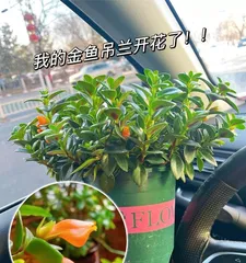 Flowering period of Columnea gloriosa (understand the flowering time and care tips for Columnea gloriosa) 2