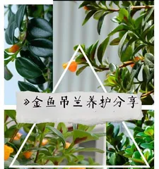 Flowering period of Columnea gloriosa (understand the flowering time and care tips for Columnea gloriosa) 3