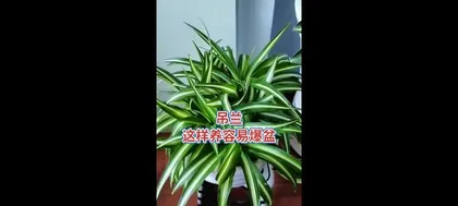 Pothos Care Guide and Maintenance Tips (Easily Create a Beautiful Space and Grow Pothos with You) 2