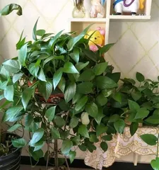 Is Pothos Suitable for Indoor Cultivation? (Exploring the Suitability and Precautions for Indoor Care of Pothos) 1