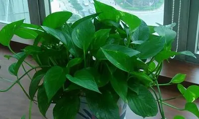 Is Pothos Suitable for Indoor Cultivation? (Exploring the Suitability and Precautions for Indoor Care of Pothos) 2
