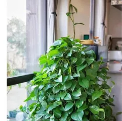 Is Pothos Suitable for Indoor Cultivation? (Exploring the Suitability and Precautions for Indoor Care of Pothos) 3