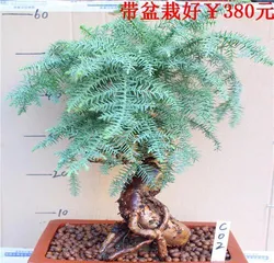 A Complete Guide to Araucaria Bonsai Care (for Healthy Growth) 1