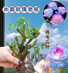 如何养护盆景沙滩玫瑰花（打造美丽花坛的关键技巧）1