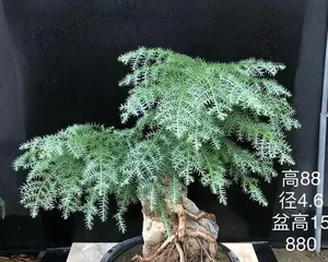 A Complete Guide to Araucaria Bonsai Care (for Healthy Growth) 2