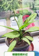 掌握银皇帝植物的养护技巧（打造美丽室内绿植，）1