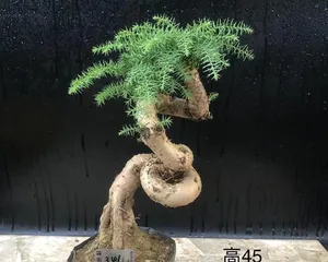A Complete Guide to Araucaria Bonsai Care (for Healthy Growth) 3