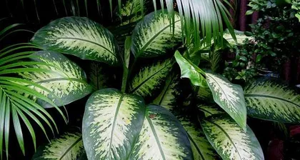 掌握银皇帝植物的养护技巧（打造美丽室内绿植，）2