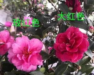 How to Care for Camellia sasanqua for Better Blooming (Growing Environment and Care Techniques) 1