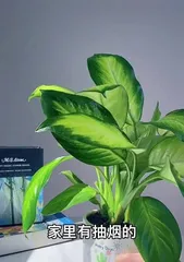 掌握银皇帝植物的养护技巧（打造美丽室内绿植，）3