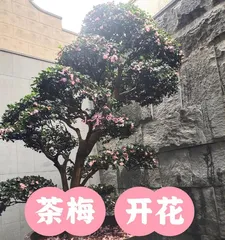 How to Care for Camellia sasanqua for Better Blooming (Growing Environment and Care Techniques) 2