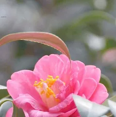 How to Care for Camellia sasanqua for Better Blooming (Growing Environment and Care Techniques) 3