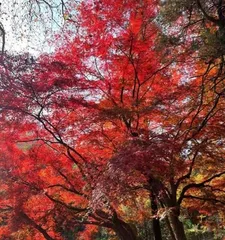 The Charm and Transformation of the Red Maple Tree (The Maple Leaves Are Red, the Autumn Feeling Is Strong) 1