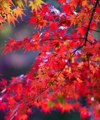 The Charm and Transformation of the Red Maple Tree (The Maple Leaves Are Red, the Autumn Feeling Is Strong) 2