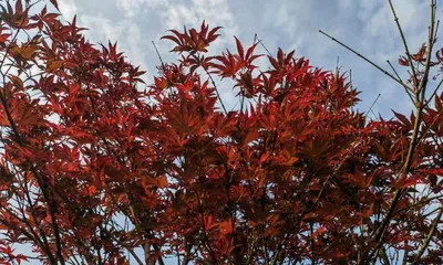 The Charm and Transformation of the Red Maple Tree (The Maple Leaves Are Red, the Autumn Feeling Is Strong) 3