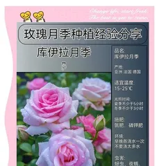 How to Plant Rose Seeds (From Seed Selection to Seedling Care, Easily Create a Beautiful Garden) 1