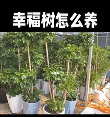 Care Tips for Radix Sophorae Tonkinensis (A Complete Guide to Indoor Plant Care) 2