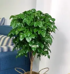 Care Tips for Radix Sophorae Tonkinensis (A Complete Guide to Indoor Plant Care) 3