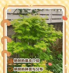 Suitable Growth Environment and Location for Maple Trees (Exploring Where Maple Trees Thrive) 1