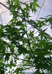 Suitable Growth Environment and Location for Maple Trees (Exploring Where Maple Trees Thrive) 2