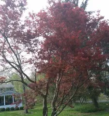 Suitable Growth Environment and Location for Maple Trees (Exploring Where Maple Trees Thrive) 3