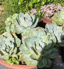 A Guide to Caring for Succulents After Spring Begins (Key Points and Tips for Indoor Succulent Care) 1