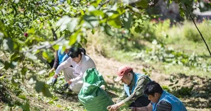 Growth cycle and fruit planting of black peach trees (fruiting time, maintenance methods and precautions)1