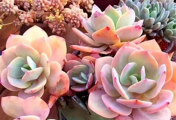 A Guide to Caring for Succulents After Spring Begins (Key Points and Tips for Indoor Succulent Care) 2