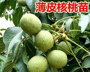 Growth cycle and fruit planting of black peach trees (fruiting time, maintenance methods and precautions)2