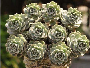 A Guide to Caring for Succulents After Spring Begins (Key Points and Tips for Indoor Succulent Care) 3