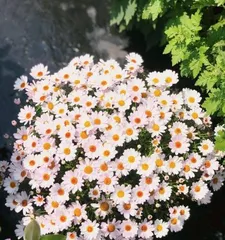 了解雏菊的花期与养护方法（从花期到养护，全方位解读雏菊）1