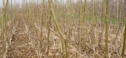 Growth cycle and fruit planting of black peach trees (fruiting time, maintenance methods and precautions)3