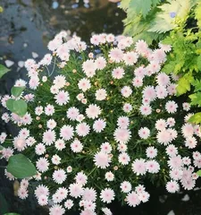 了解雏菊的花期与养护方法（从花期到养护，全方位解读雏菊）2